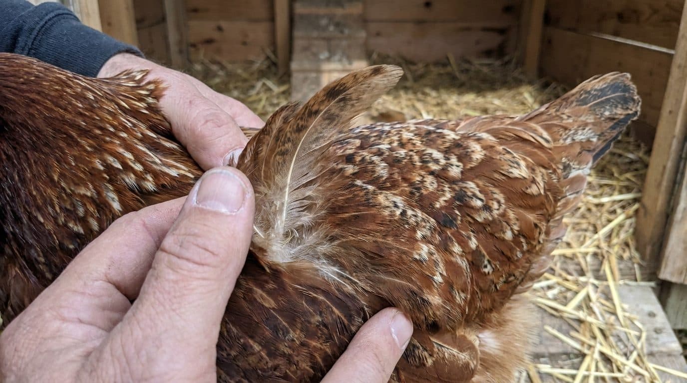 Federlinge bei Hühnern erkennen und bekämpfen