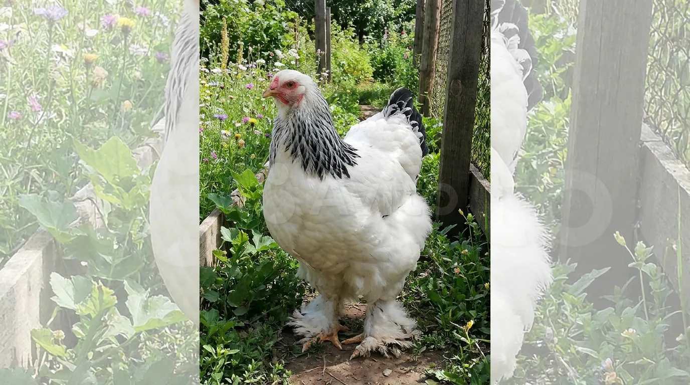 Große helle Brahma-Henne mit befiederten Füßen und schwarzem Halsbehang steht aufrecht im Garten